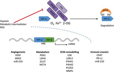 Hypoxic Signalling in Tumour Stroma